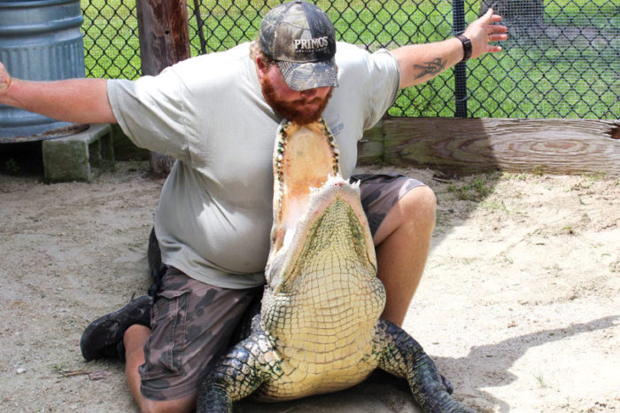 Spettacolo serpenti e coccodrilli in sharm El sheikh